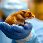 The Misunderstanding And Truth About Hamster