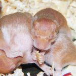 Hamster Reproduction Complete Guide Pregnancy issues and New Born Care