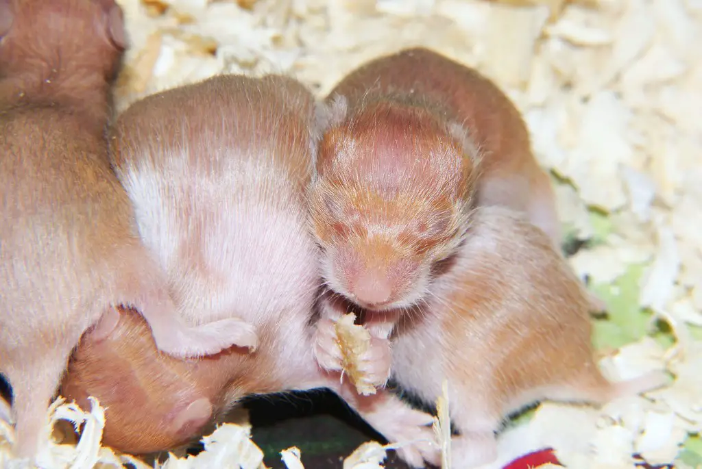 Hamster Reproduction Complete Guide Pregnancy issues and New Born Care